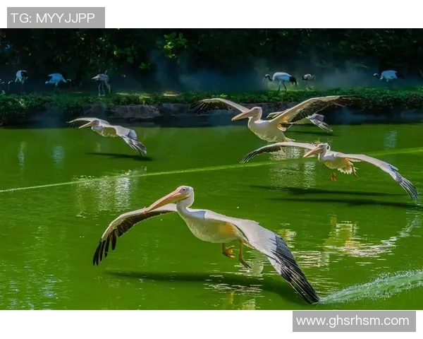 鹈鹕和灰狼开获大胜，南担仍处-落位